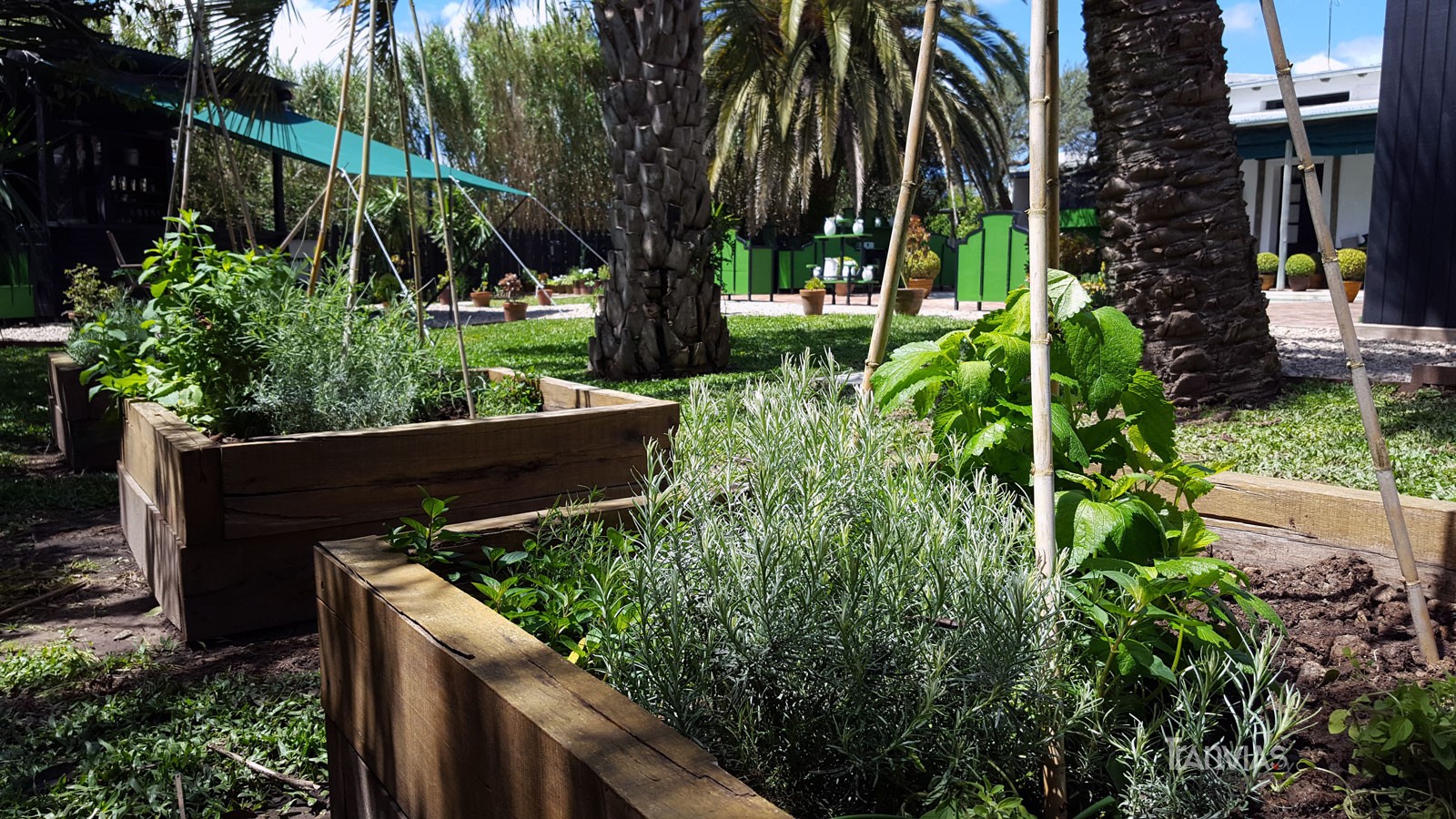 hiervas del jardín, el diseño de una pequeña huerta