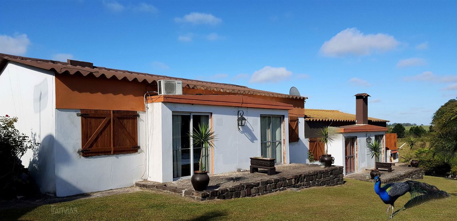 pasendo por el jardín un pavo real