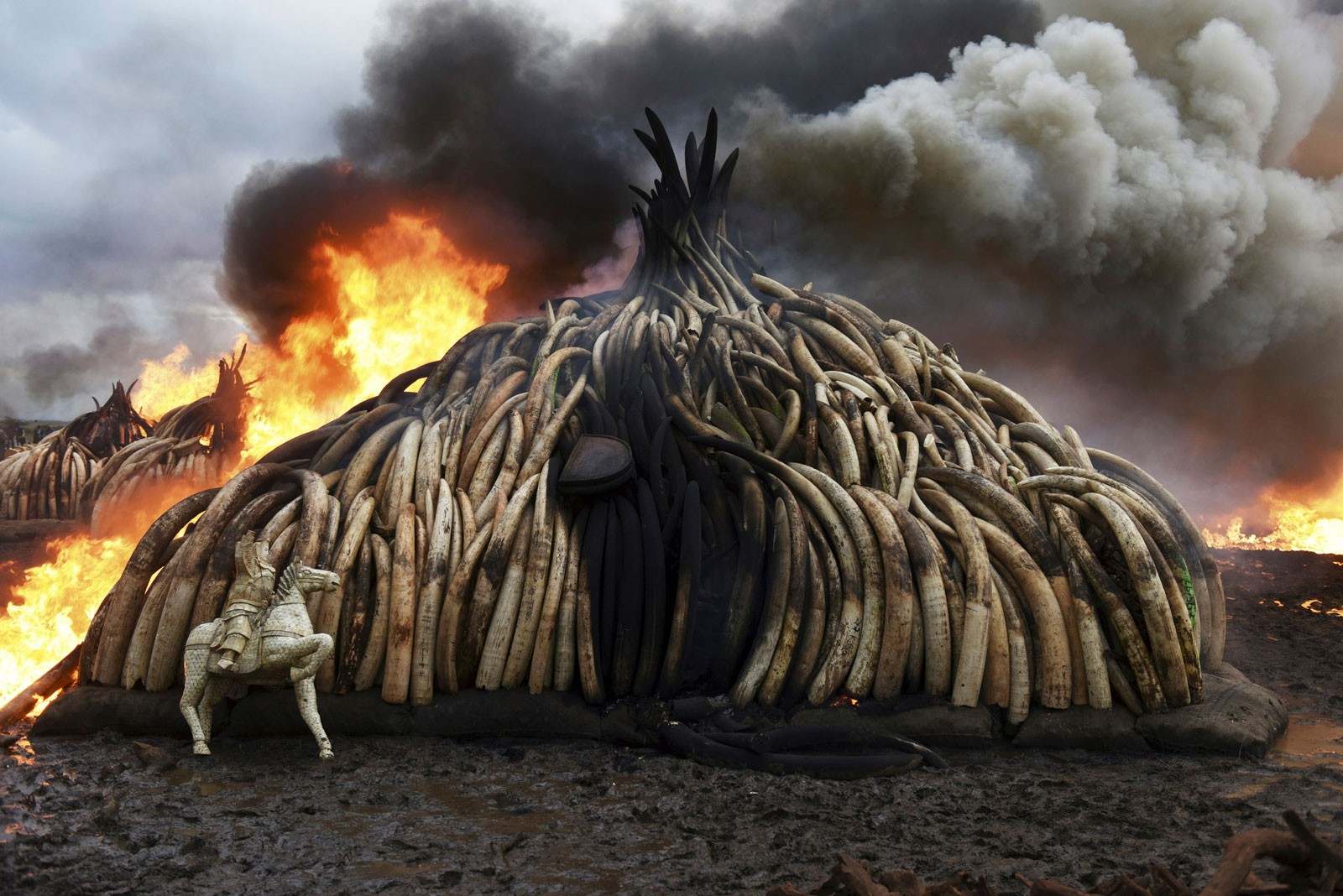 Kenia, 30/04/2016 Vista de la quema de colmillos de elefante, cuernos de rinoceronte y figuras de marfil en el Parque Nacional Nairobi. AFP Photo / Fredrok Lerneryd