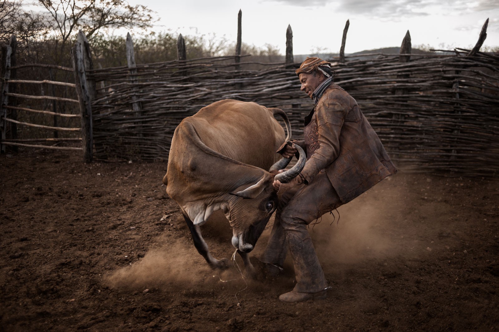Manejo de ganado en el duro "Sertao". Vaqueros Brasil, 2010