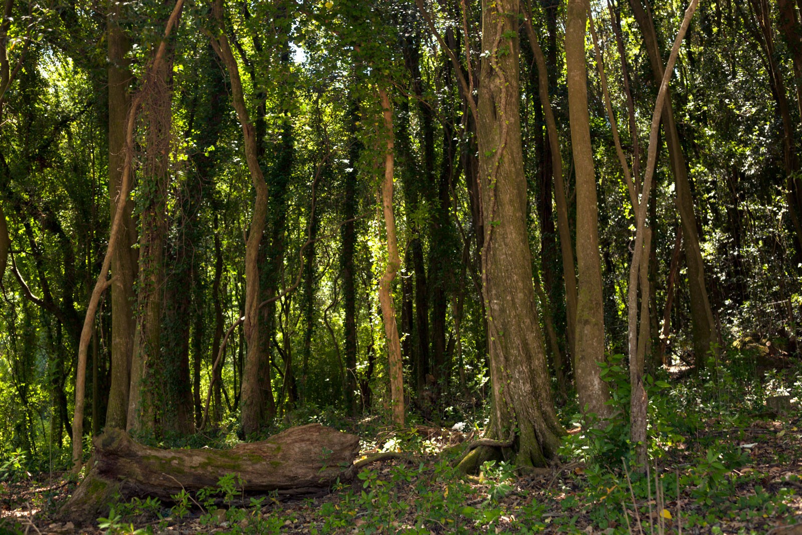 Escucha al árbol